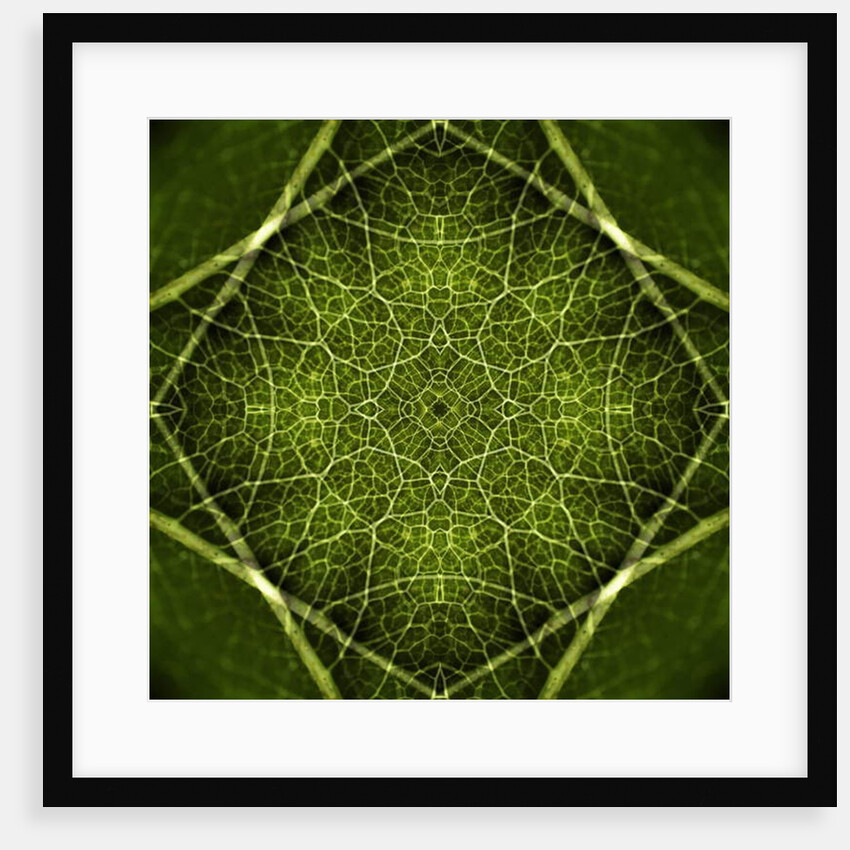 Patterns of Life, 2016 by Ant Smith