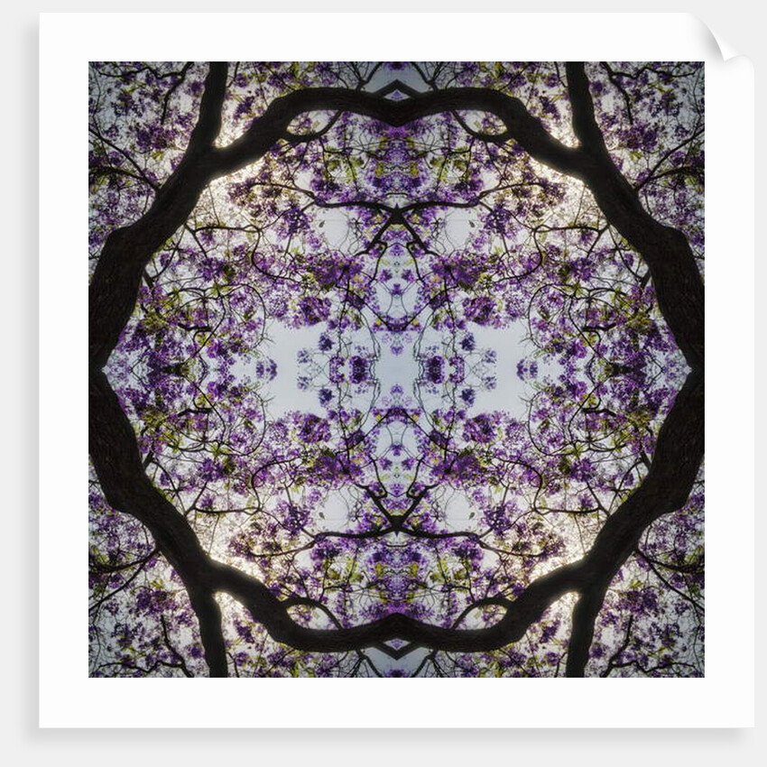 Lilac Tree, 2015 by Ant Smith