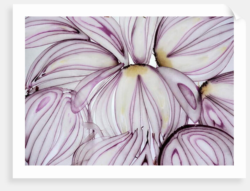 Red Onion Slices, 2020 by Ant Smith