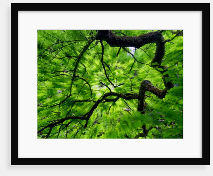 Tree Branch in Canopy, 2020 by Ant Smith