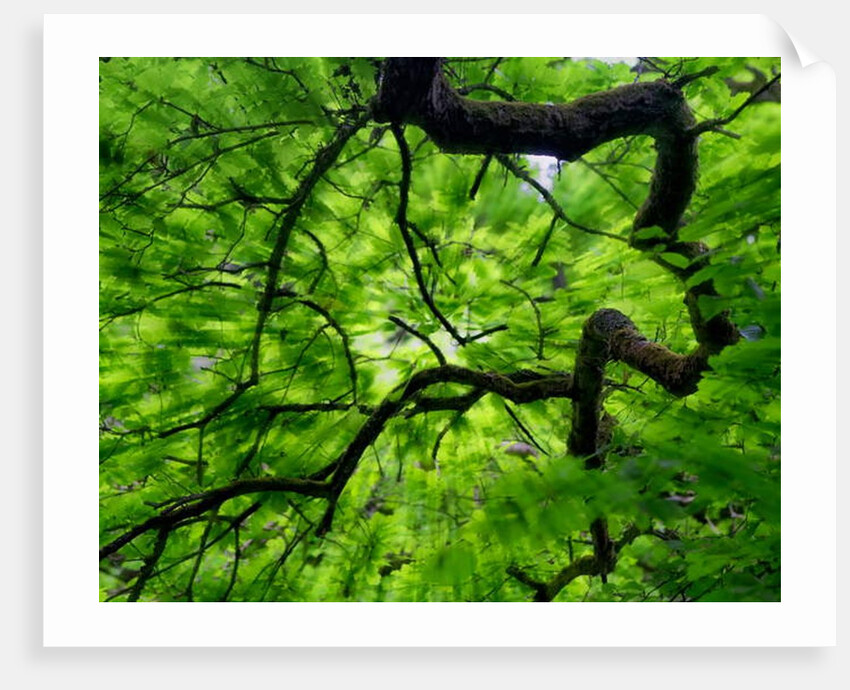 Tree Branch in Canopy, 2020 by Ant Smith
