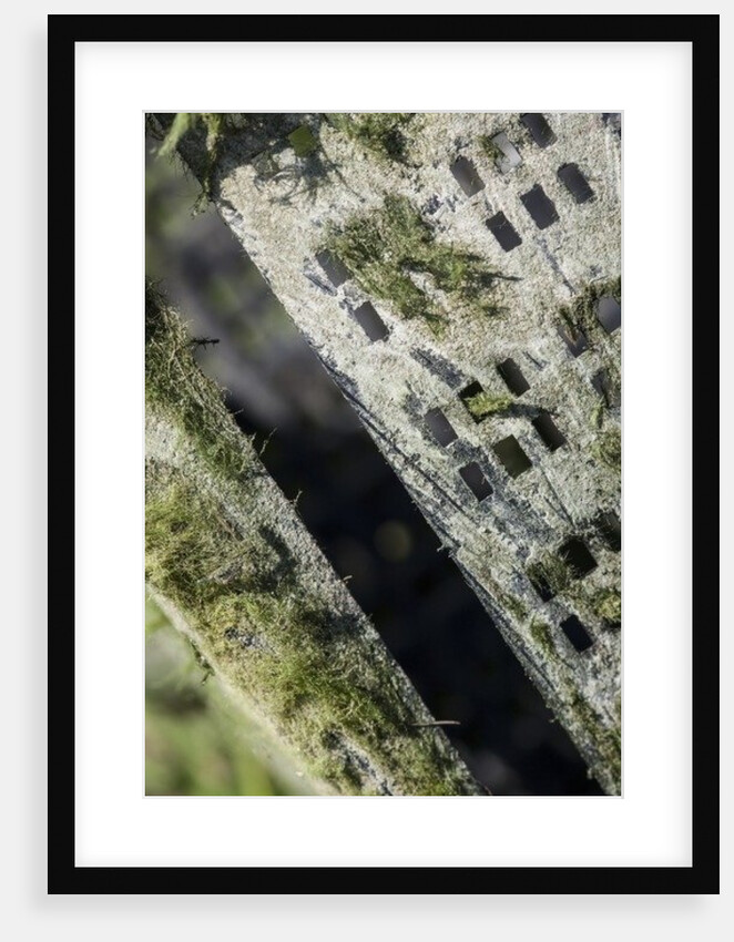 Algae by K.B. White