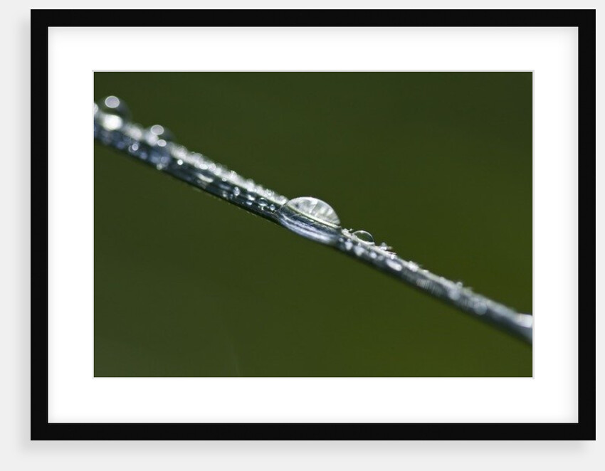 Morning Dew by K.B. White