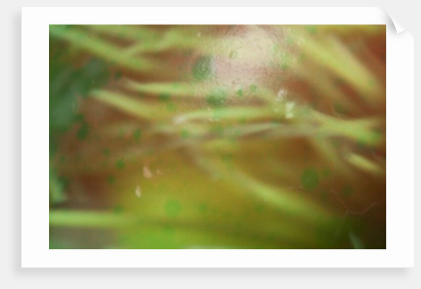 Nesting by K.B. White