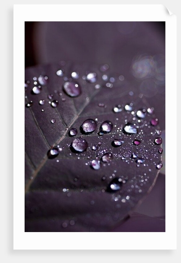 Purple Leaves II by K.B. White