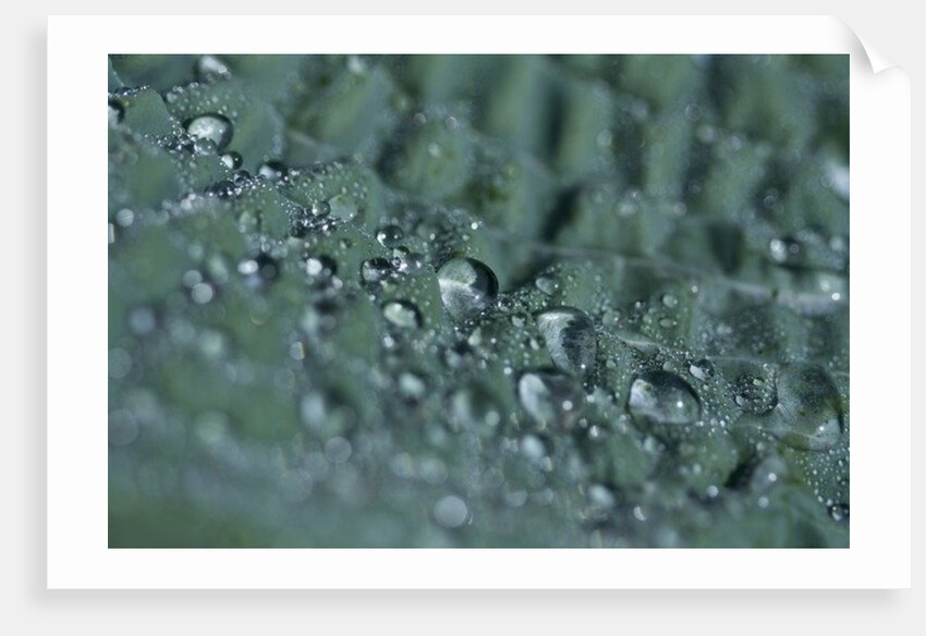 Morning Freshness by K.B. White