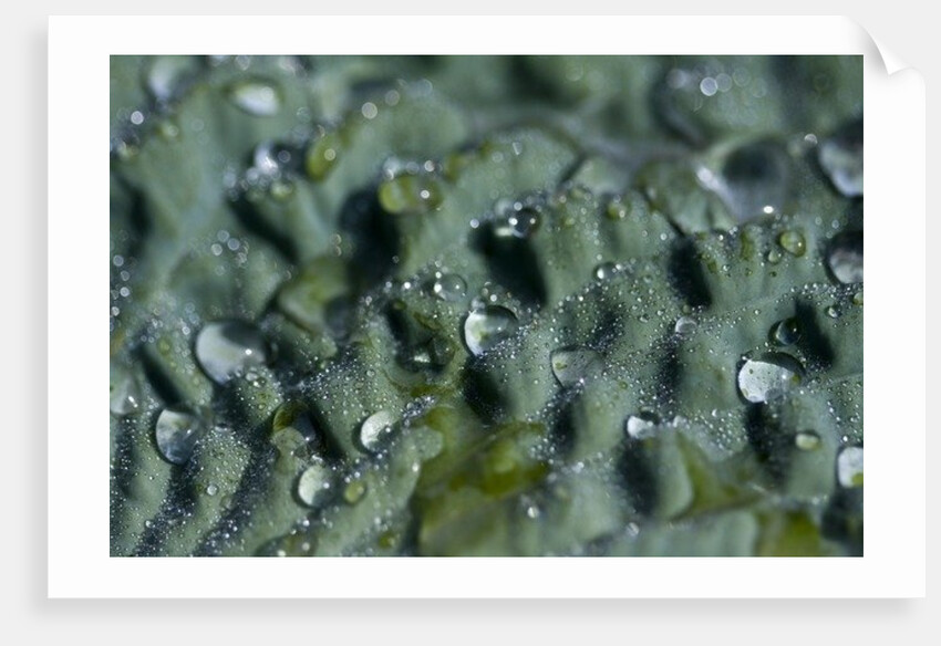 Morning Freshness II by K.B. White