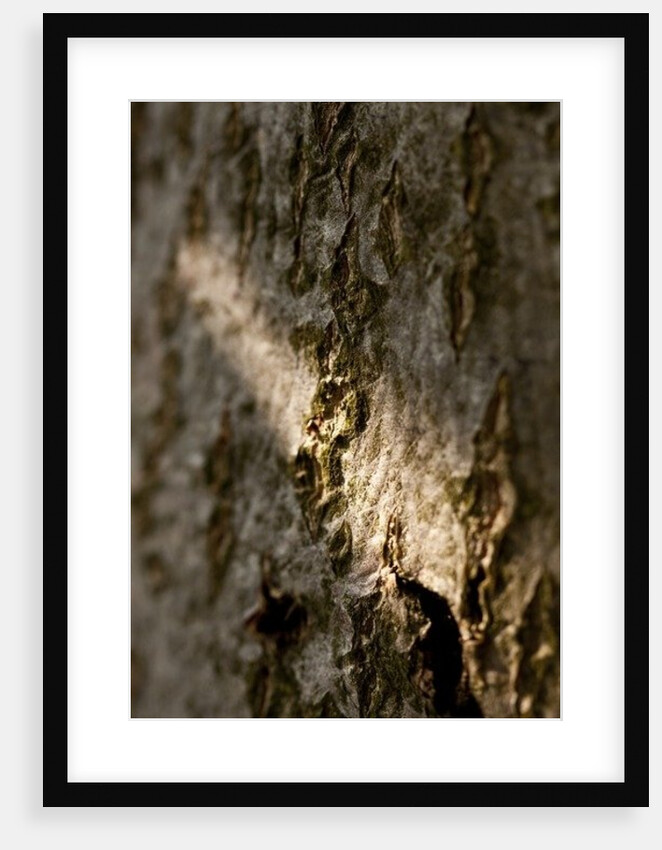 Bark by K.B. White