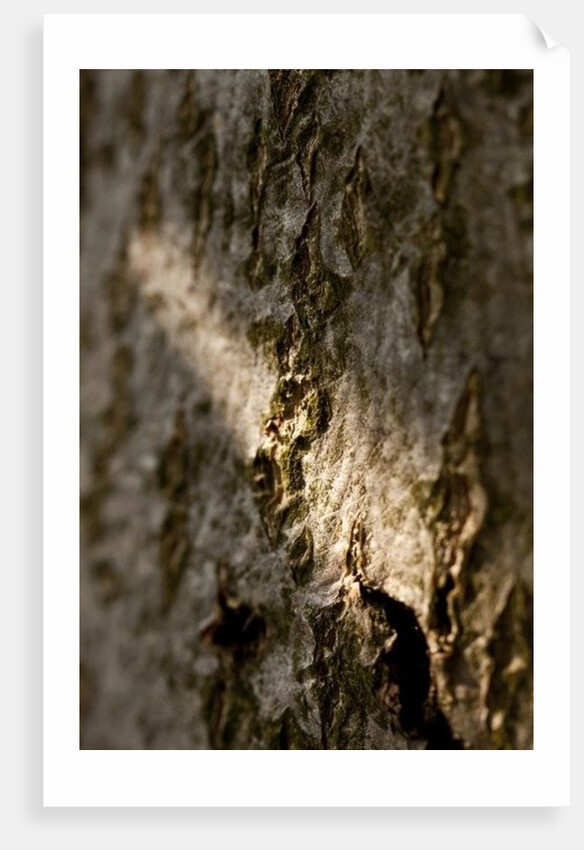 Bark by K.B. White