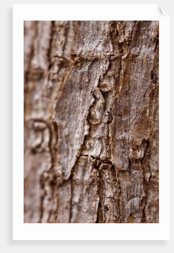 Bark II by K.B. White