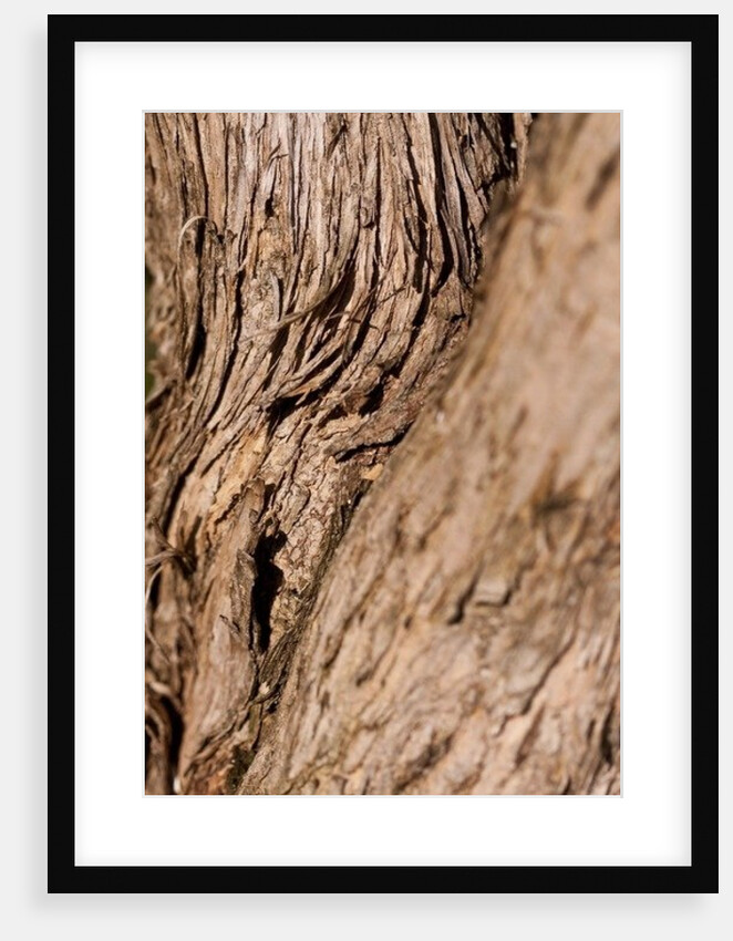 Driftwood by K.B. White