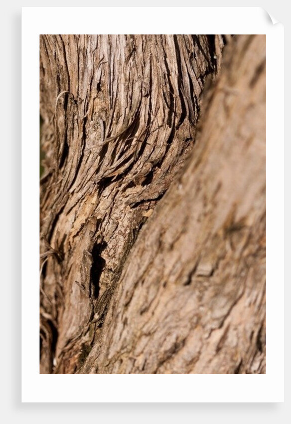 Driftwood by K.B. White