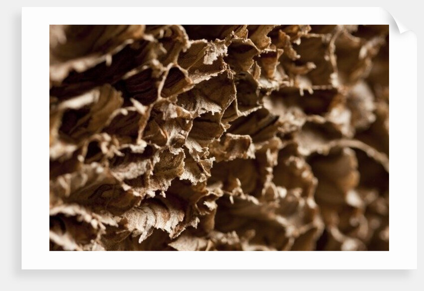 Wasp Nest III by K.B. White