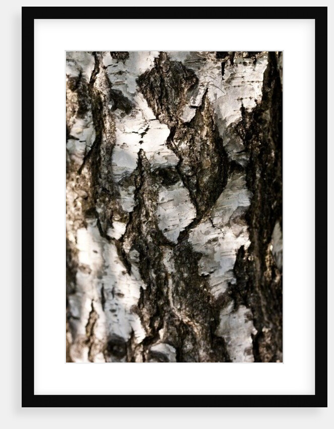 Birchwood by K.B. White