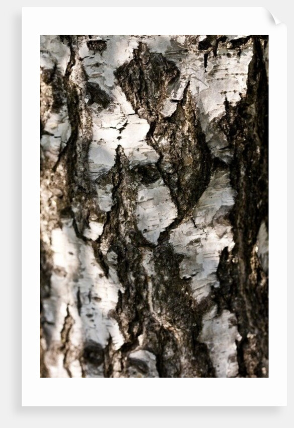 Birchwood by K.B. White