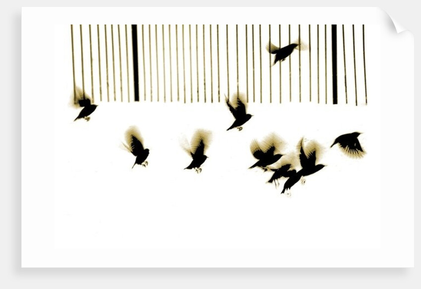 Starlings, 2003 by Martin Mossop