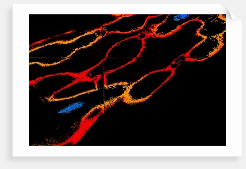 The Faithful, in Shadows by Joy Lions