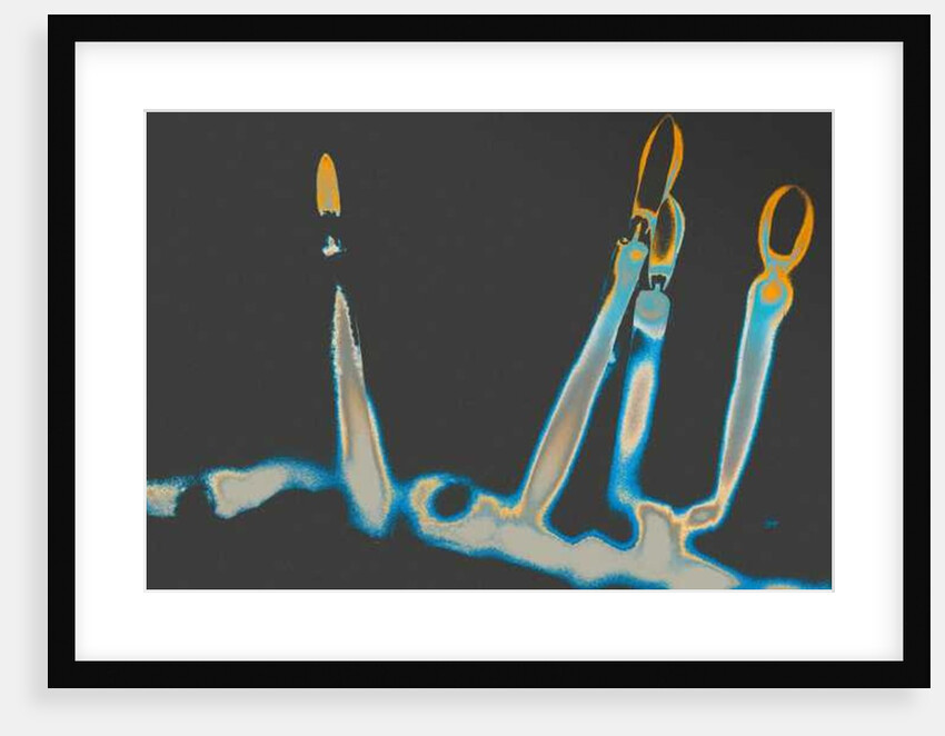 Glow of the Shamus, 2016 by Joy Lions