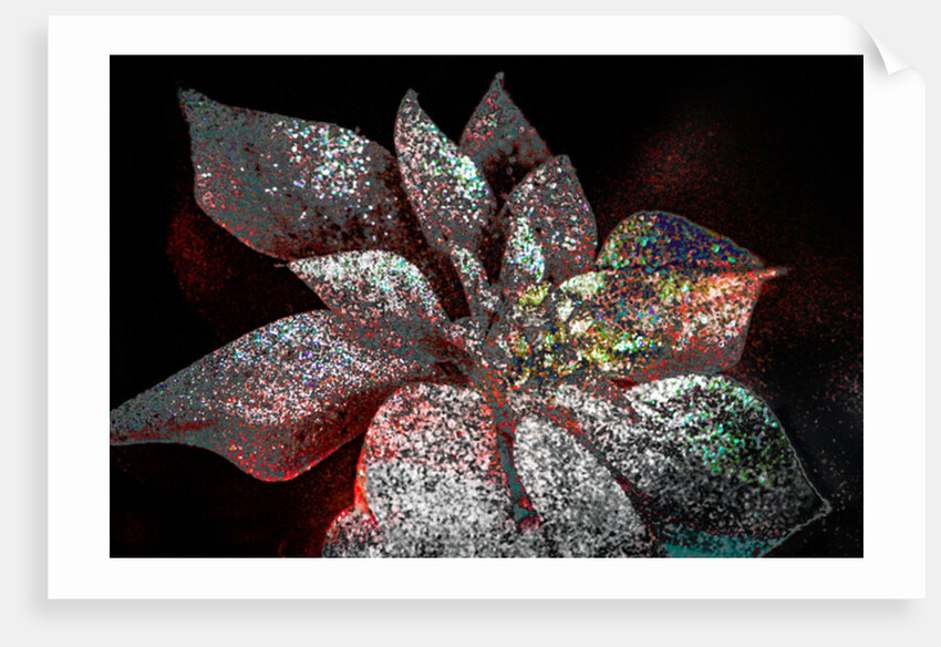 Rainbow Poinsettia for my Darling, 2017 by Joy Lions