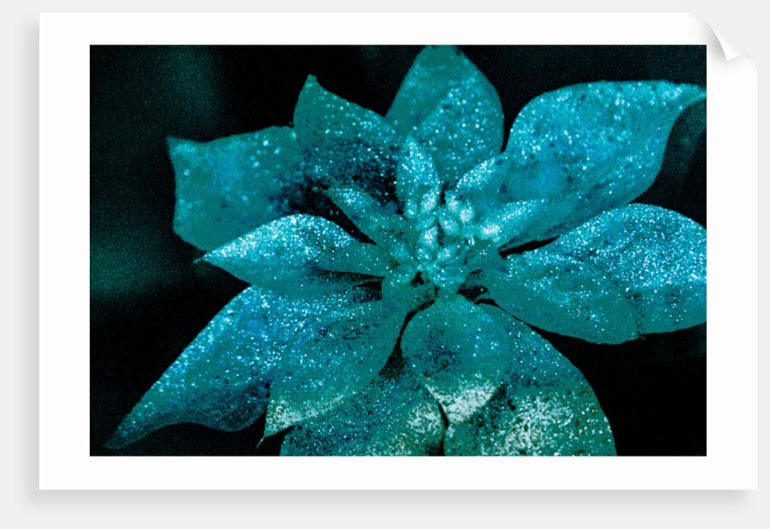 Turquoise Poinsettia for my Darling, 2017 by Joy Lions
