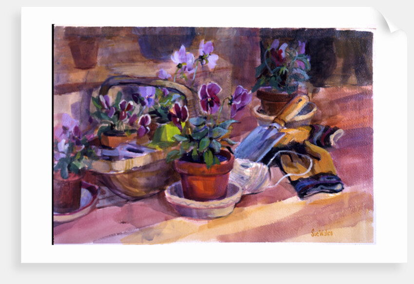 Potting up the pansies, 1996 by Sue Wales