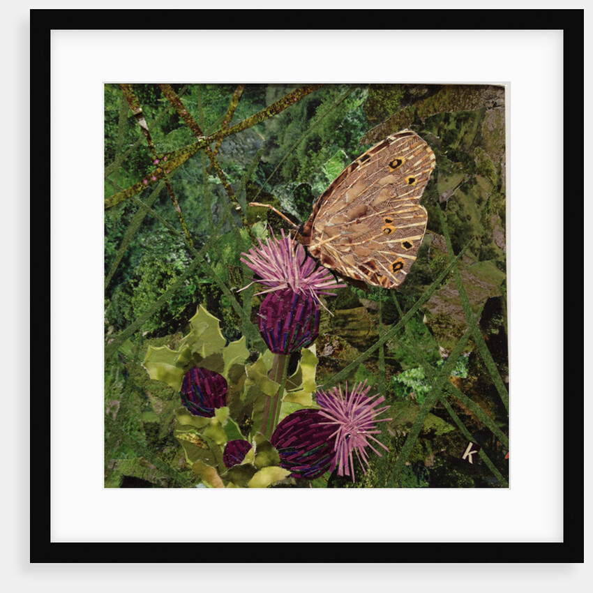 Flit - Satyr Butterfly On Thistle, 2016 by Kirstie Adamson