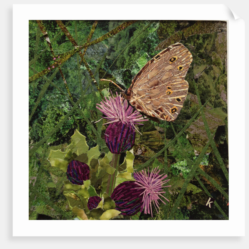 Flit - Satyr Butterfly On Thistle, 2016 by Kirstie Adamson