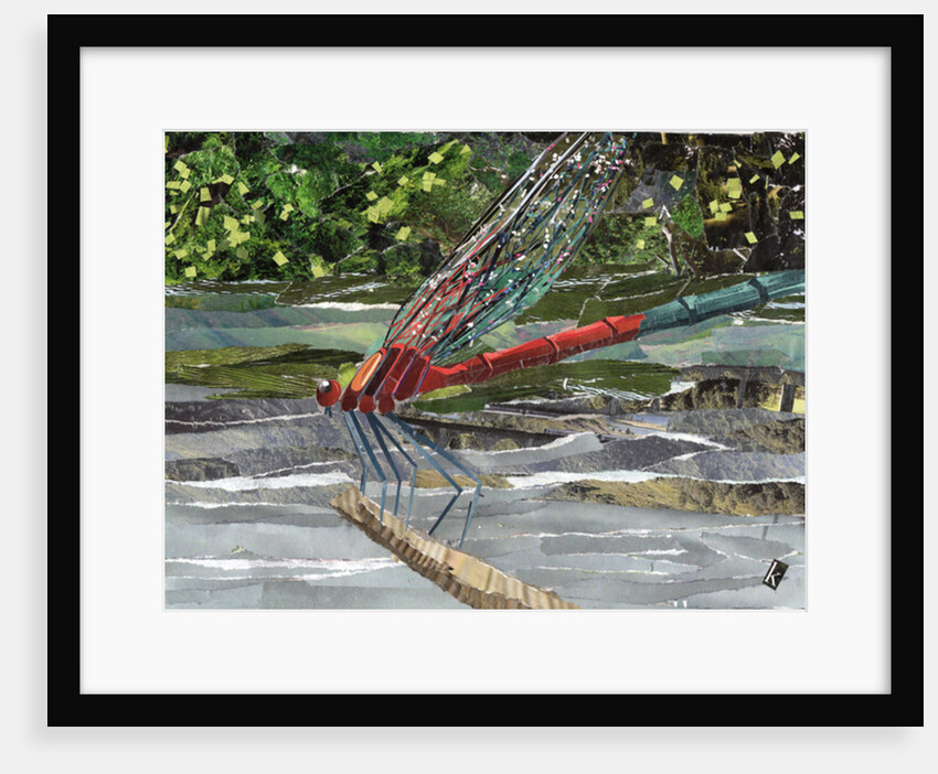 Red Dragonfly, 2017 by Kirstie Adamson