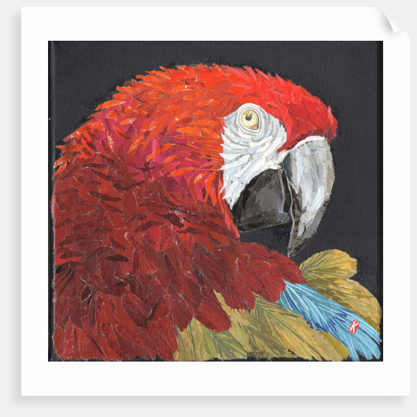 Red Macaw Parrot, 2018 by Kirstie Adamson