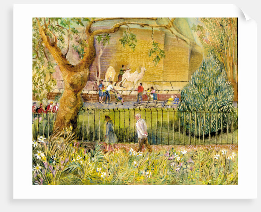 London Zoo, Camels, 2003 by Mary Kuper