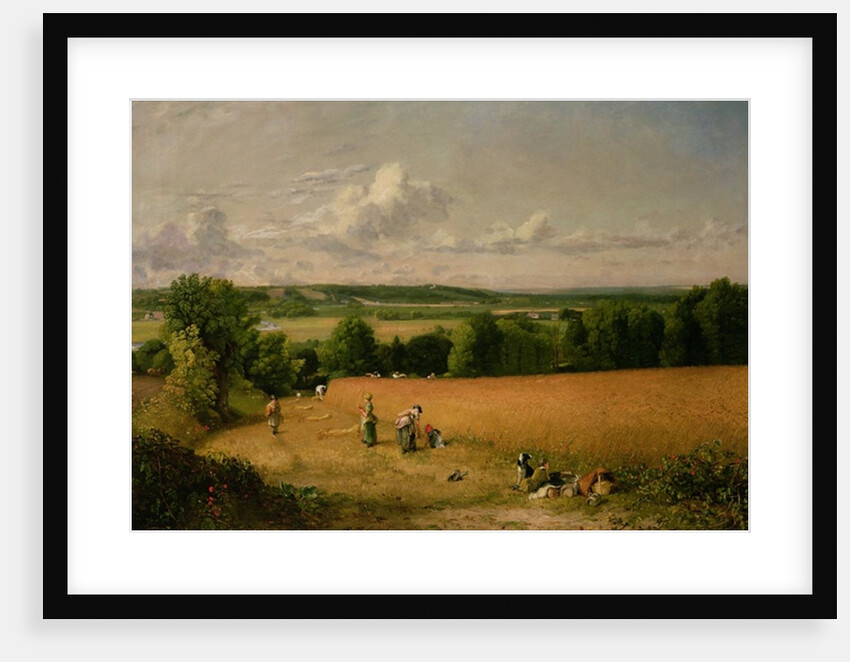 Wheat Field by Anonymous