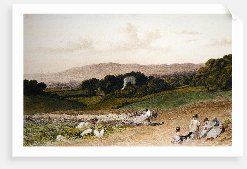 The Turnip Field by Robert Hills