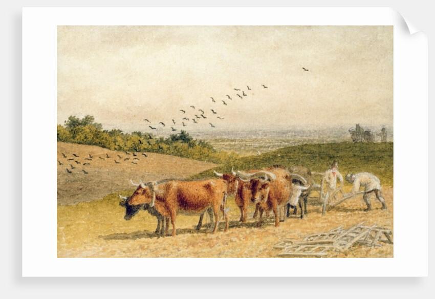 Oxen Ploughing a Downland Field by Robert Hills