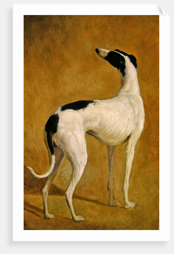 Study of a Greyhound by Jacques-Laurent Agasse