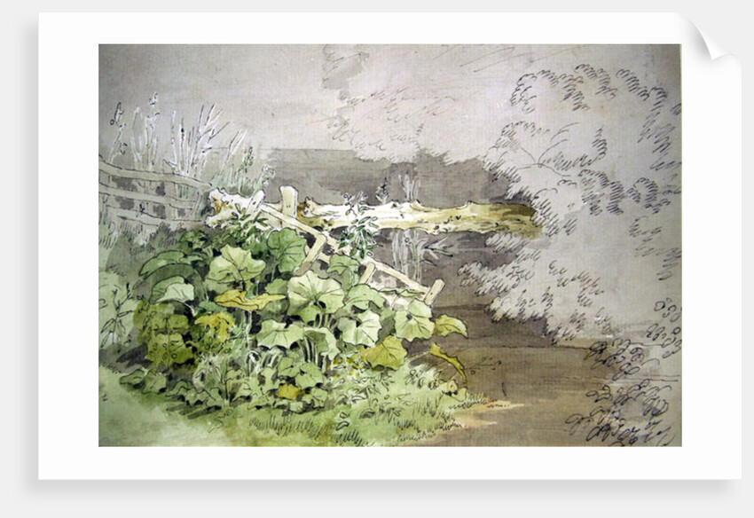 Dock Plants by a shaded Stream by John White Abbott