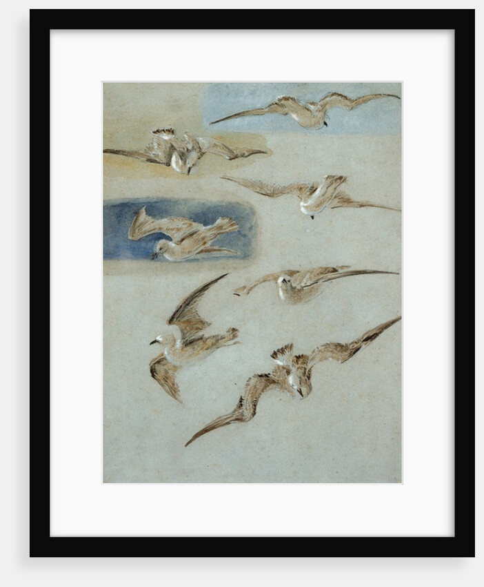 Study of Seagulls by William Clarkson Stanfield