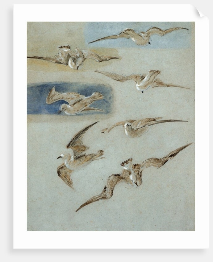 Study of Seagulls by William Clarkson Stanfield