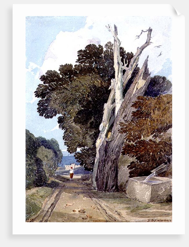A Spanish Chestnut Tree Struck by Lightning by John Sell Cotman