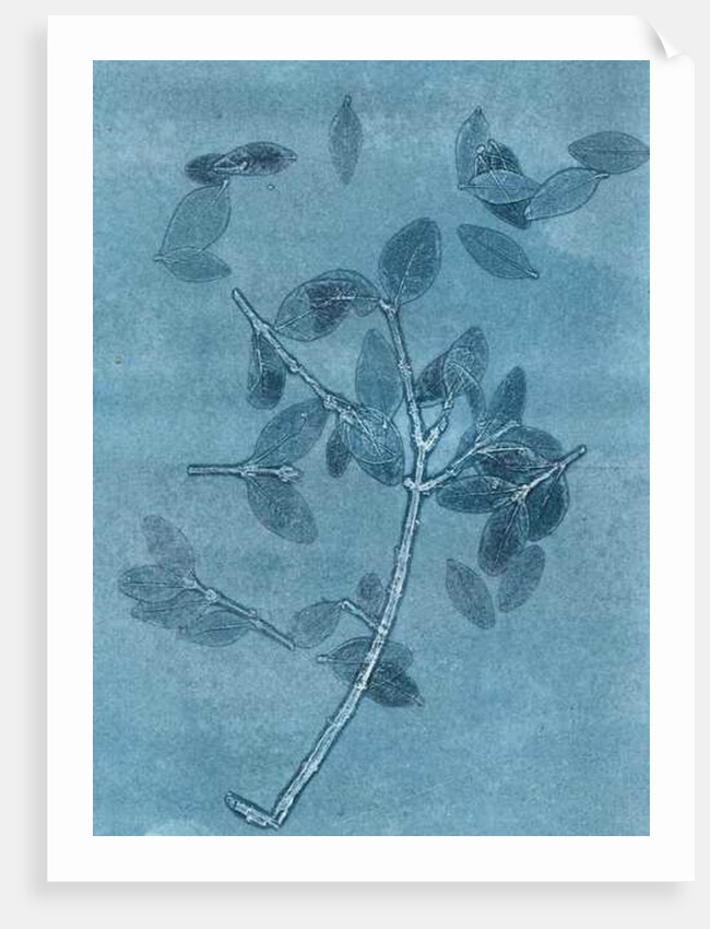 Midnight Garden I, 2015 by Stephen Dow