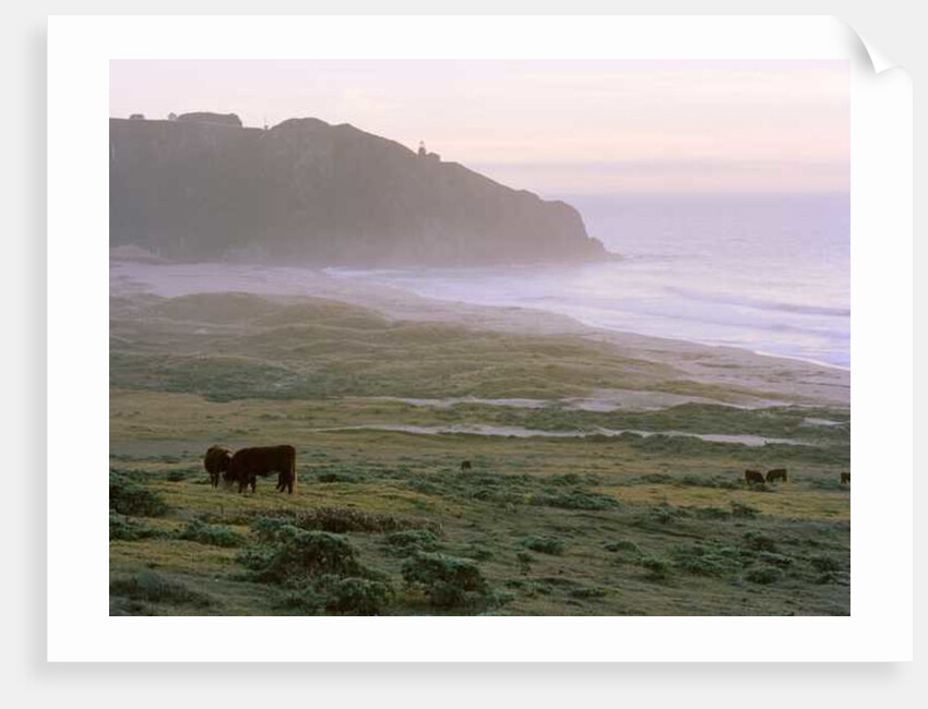 Big Sur, 2014 by Carli Choi