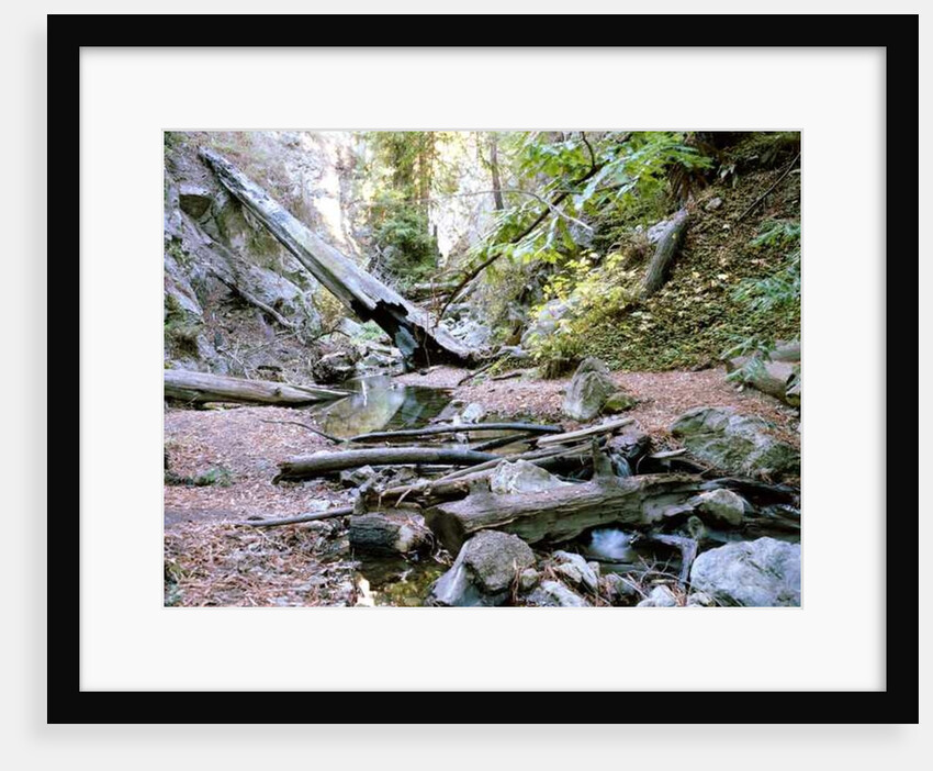 Big Sur, 2014 by Carli Choi