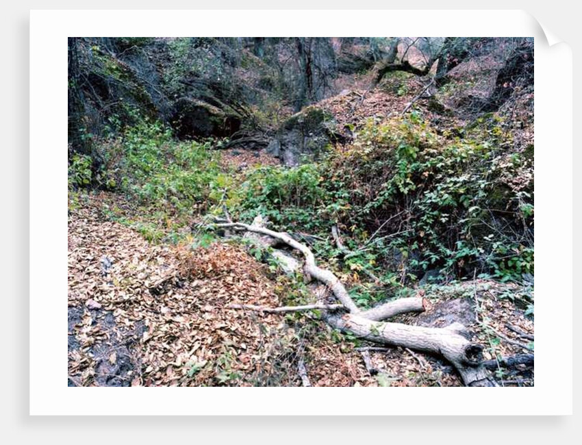 Tree, 2014 by Carli Choi