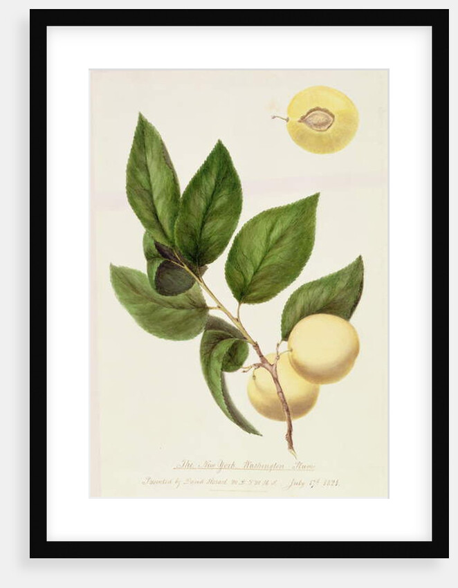 The New York Washington Plum, 1821 by William Hooker