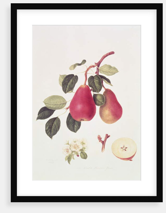 The Scarlet Beurree Pear, 1819 by William Hooker