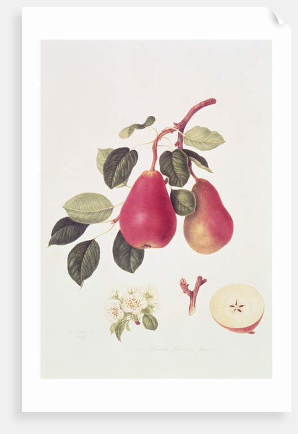 The Scarlet Beurree Pear, 1819 by William Hooker