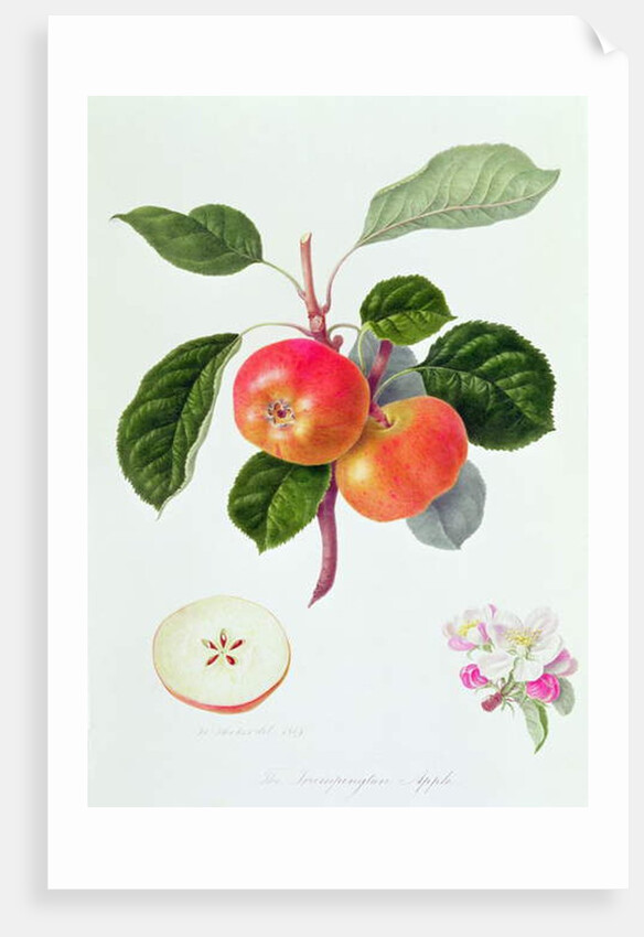 The Trumpington Apple, 1819 by William Hooker