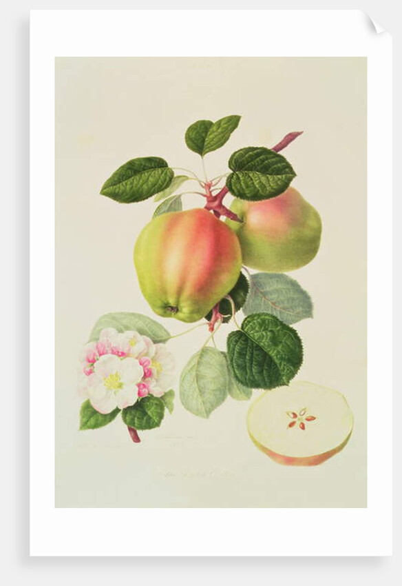 The Dutch Codlin, 1820 by William Hooker