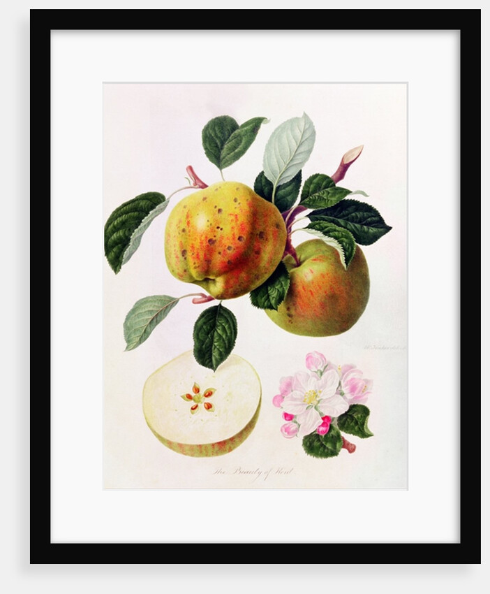 The Beauty of Kent, 1819 by William Hooker