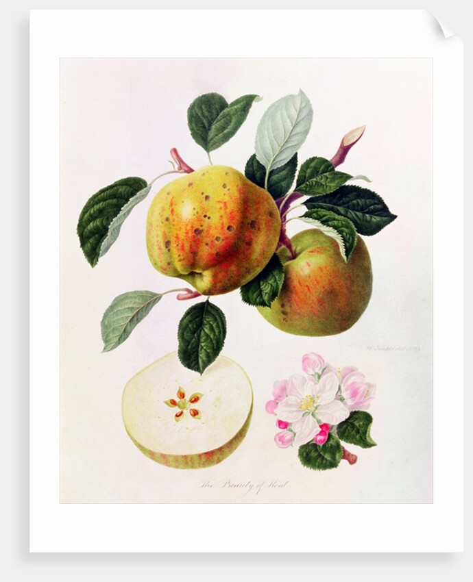 The Beauty of Kent, 1819 by William Hooker