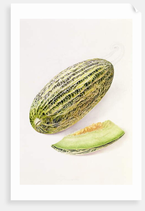 The Damsha Marrow by William Hooker